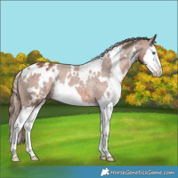 Horse Color:White Spotted Chestnut Splash Appaloosa Rabicano 