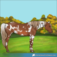 Horse Color:White Spotted Chestnut Rabicano 