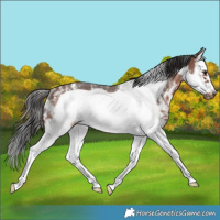 Horse Color:Brown Sabino Splash Frame Rabicano 