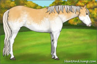 Horse Color:White Spotted Silver Buckskin Sabino Rabicano 