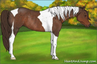 Horse Color:Liver Chestnut Tobiano Rabicano