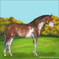 Horse Color:Bay Sabino Rabicano 