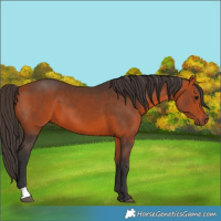 Horse Color:Bay 