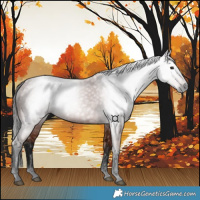 Horse Color:Gray Void Bay 