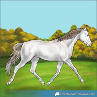 Horse Color:White Spotted Chestnut Splash 