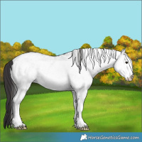 Horse Color:White Spotted Smoky Black 