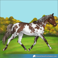 Horse Color:White Spotted Liver Chestnut Rabicano 