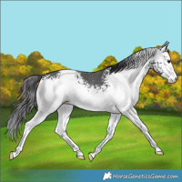 Horse Color:White Spotted Smoky Black Sabino 