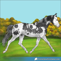 Horse Color:White Spotted Black Splash Rabicano 