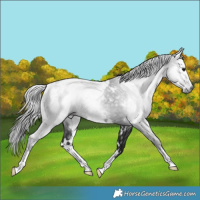 Horse Color:Gray White Spotted Black