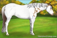 Horse Color:Buckskin Dun Splash Tobiano Frame Appaloosa 