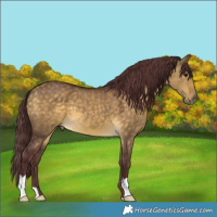 Horse Color:Chocolate Buckskin Dun 
