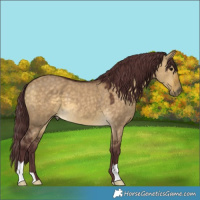 Horse Color:Chocolate Buckskin Dun 