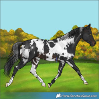 Horse Color:White Spotted Brown 