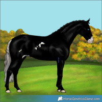 Horse Color:Buckskin Dun Splash Tobiano Frame Near Leopard 