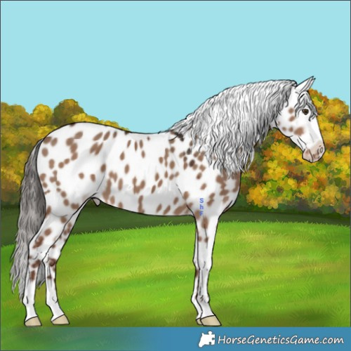 Horse Color:Liver Red Dun Appaloosa 