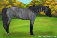 Horse Color:Midnight Blue Roan 