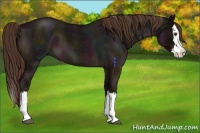 Horse Color:Midnight Liver Red Roan Sabino Splash 