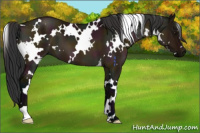 Horse Color:White Spotted Midnight Bay Dun 