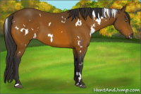 Horse Color:White Spotted Buckskin