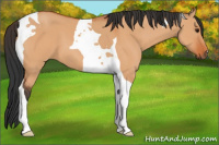 Horse Color:Bay Dun Tobiano 