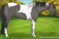 Horse Color:Grullo Tobiano