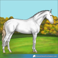 Horse Color:Smoky Grullo Tobiano Appaloosa Rabicano 