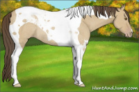 Horse Color:Classic Cream Champagne Dun Tobiano Rabicano