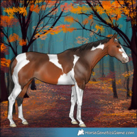 Horse Color:Bay Tobiano 
