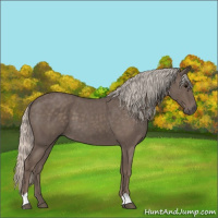 Horse Color:Silver Blue Roan 