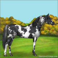 Horse Color:White Spotted Black 