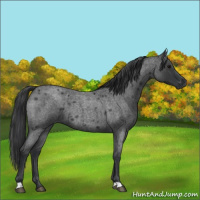 Horse Color:Blue Roan 