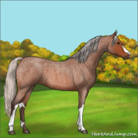 Horse Color:Silver Bay Roan 