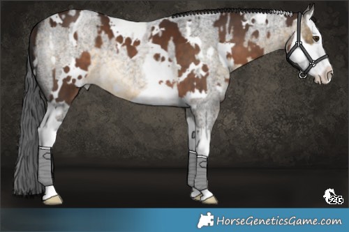 Horse Color:White Spotted Liver Chestnut Splash  and Buckskin Roan Splash 