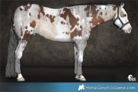 Horse Color:White Spotted Liver Chestnut Splash  and Buckskin Roan Splash 