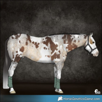 Horse Color:White Spotted Liver Chestnut Splash  and Buckskin Roan Splash 