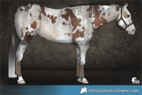 Horse Color:White Spotted Liver Chestnut Splash  and Buckskin Roan Splash 