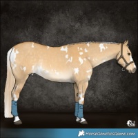 Horse Color:White Spotted Palomino Dun 