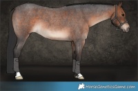 Horse Color:Brown Roan 