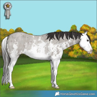 Horse Color:Smoky Grullo Roan Sabino Splash Rabicano 