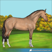Horse Color:Bay Dun
