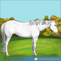 Horse Color:Grullo Sabino Rabicano 