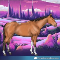 Horse Color:Bay Tobiano 