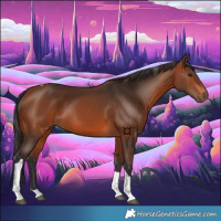Horse Color:Bay Tobiano 