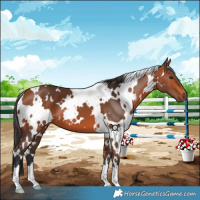 Horse Color:White Spotted Bay 