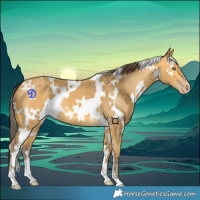 Horse Color:White Spotted Amber Cream Champagne
