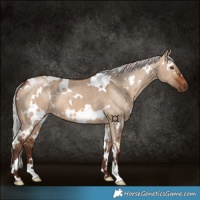 Horse Color:White Spotted Silver Brown Dun