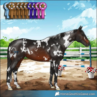 Horse Color:Gray White Spotted Brown