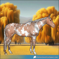 Horse Color:White Spotted Silver Bay Appaloosa Rabicano 