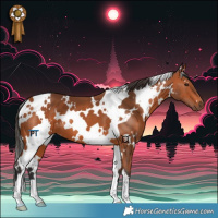 Horse Color:White Spotted Bay 